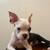 Rehoming Boston Terrier 1 thumbnail