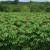 FARM in Costa Rica 2 thumbnail