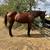 Thoroughbred Mare 1 thumbnail