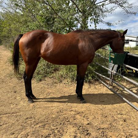 Thoroughbred Mare 1