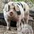 GOS OLD SPOT Gilts  (Registered) 1 thumbnail