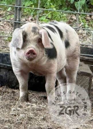 GOS OLD SPOT Gilts  (Registered) 1