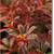 Lily Red Orange Yellow Flowers Pot Indoor Outdoor Green 7 thumbnail