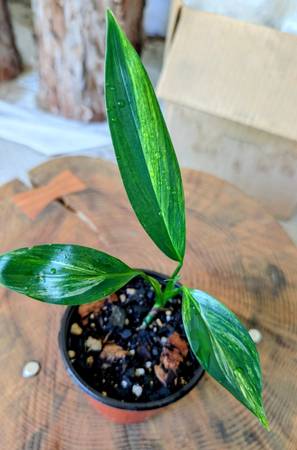 Rare Epipremnum Amplissimum indoor plant 1