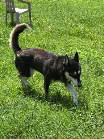 Husky 1