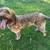 5 year male labradoodle 1 thumbnail