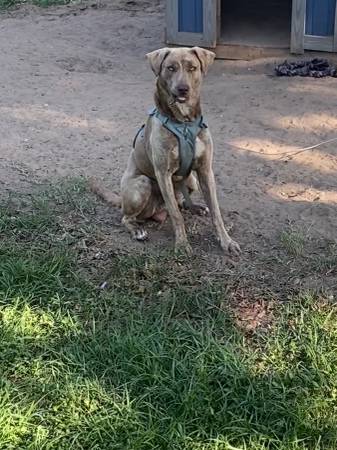 Chico de pelaje atigrado dulce buscando un hogar amoroso (tarifa de reubicación) (Gainesville)63993131989378122
