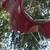 Batwing Fairing 4 thumbnail