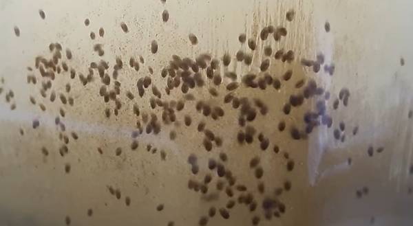 Daphnia, Ostrácodos, Camarones de Concha, o sus huevos en Cuidado de Peces (Ann Arbor)64016938955521122