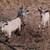Nigerian dairy goats dwarf wethers 4 thumbnail