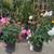 Iceberg Roses 11 thumbnail