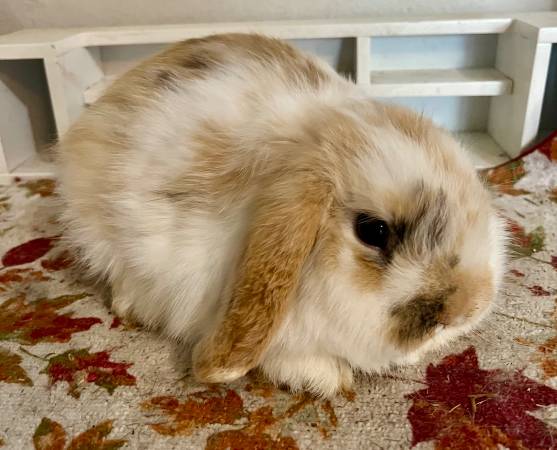Holland Lop 1