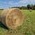 Cow Hay 1 thumbnail