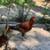 Rhode Island Red Roosters 2 thumbnail