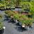 Arborvitae, Boxwoods, Gold Mop Cypress, Knockout & Mini Roses. $21.97 4 thumbnail