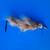 vintage antique fishing lure muskrat unused with weight CAN SHIP 2 thumbnail