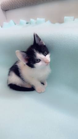 Kittens available (Vancouver)63842373751809122