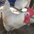 American Bresse Hen/Rooster 5-6 mos old 7 thumbnail