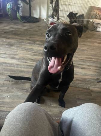 Chocolate lab (Thousand oaks)63952982875522121