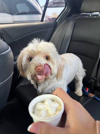 Need a Good Loving home for 5 Year old Michi (milpitas)63861571793665120