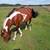 Mature Paint Stallions Exposed Bred Mares 3 thumbnail