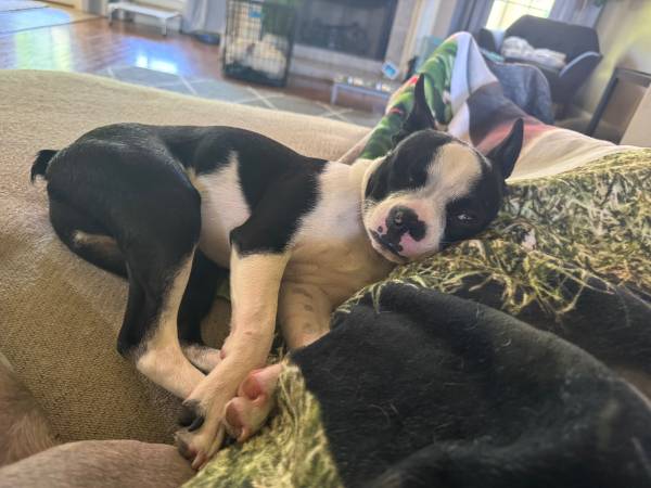 Meet Lewis the Boston Terrier (Dothan)63611946196097122