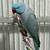 Indian Ringneck Parakeet Pair 6 thumbnail