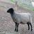 Registered Gotland Sheep/Lambs 3 thumbnail