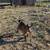 Young Nigerian Dwarf Does 10 thumbnail