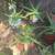 Aloe 4 thumbnail