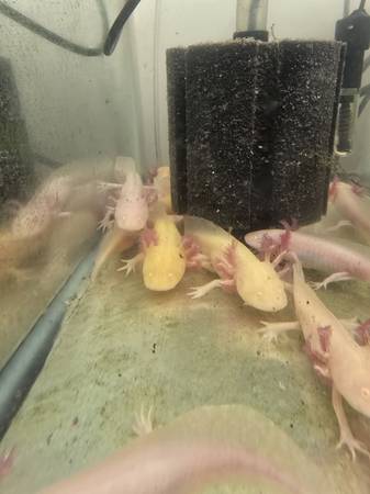Axolotls 1