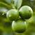 Mexican Lime Key Lime tree for sale Organic 7 thumbnail