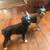 Hubley Boston Terriers cast iron circa 1920 Lancaster PA 8 thumbnail