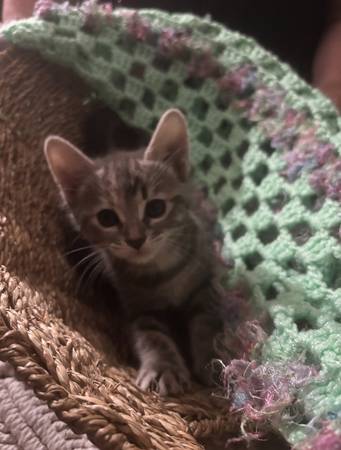 Female Kitten 8 weeks old 1