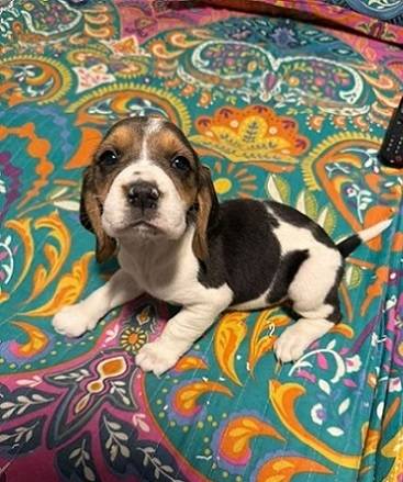 Premium Beagle Puppy – Vaccinated 1