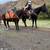 2015 AQHA BAY MARE 8 thumbnail