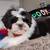 Shih tzu puppy 4 thumbnail