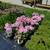 Purple Smokebush, Garden Phlox, Pink Tamarix, Red Weigela & more $6.97 2 thumbnail