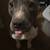 Pitbull 4 Yr old 1 thumbnail