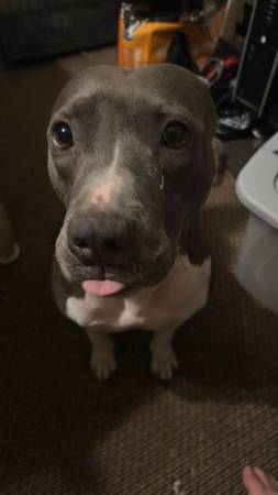 Pitbull de 4 años (Morgan)63661942187011120