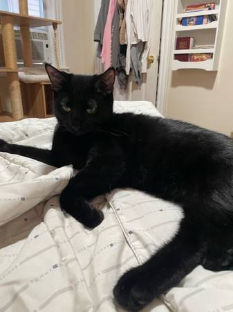 Rehoming my cat due to moving (Providence)63670004591233120