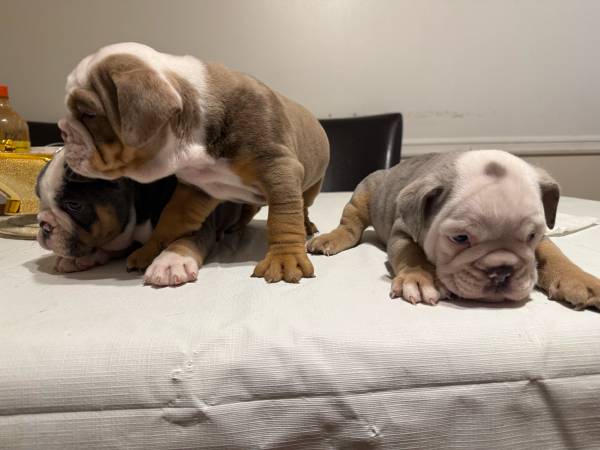 8-week-old puppies (Peachtree Corners)63922480965122123