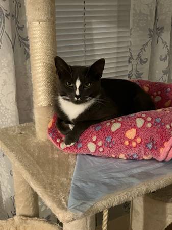 Sweet cat needs rehoming 1