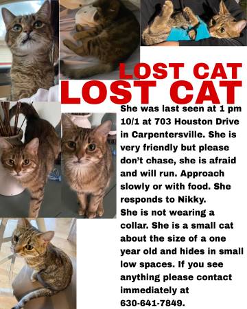 GATO PERDIDO $$$$$$$RECOMPENSA$$$$$ (Carpentersville)63961118862851120