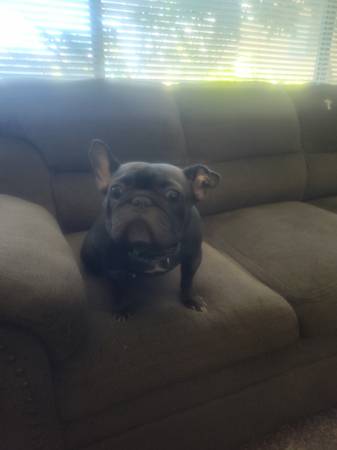 Bulldog (San Gabriel)579925804949196801