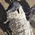 Dorper Sheep 2 thumbnail