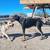 Large Male Doberman Pinscher - 11 Months Old 2 thumbnail