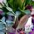 One Foot Tall Pot w /Calla Lillies and Multi-Sought After Plants 3 thumbnail