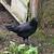 Chicks ayam cemani 15 thumbnail