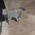 Blue heelers 5 thumbnail